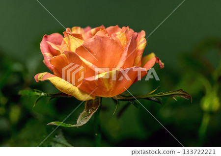 Orange Striped Rose and Bud with Water Droplets on Wet Leaves Orange Striped Rose and Bud with Water Droplets on Wet Leaves 133722221