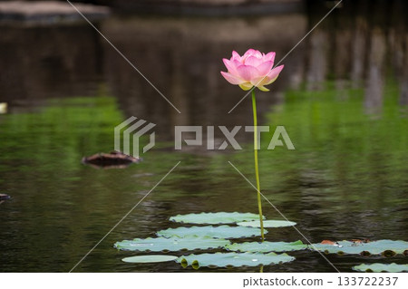 pink lotus flower 133722237