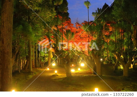 Autumn in Kyoto (Shozan Resort Light-up, Kyoto City) Autumn in Kyoto (Shozan Resort Light-up, Kyoto City) 133722260