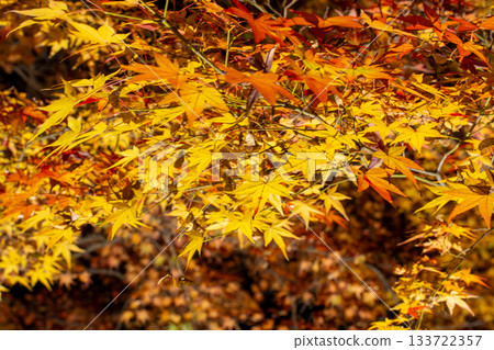 Autumn leaves of Kokoen that were lighted up 133722357