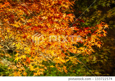 Illuminated autumn leaves of Eikando Illuminated autumn leaves of Eikando 133722574