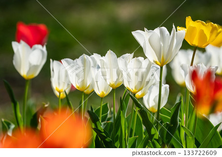 A flower field filled with colorful tulips A flower field filled with colorful tulips 133722609