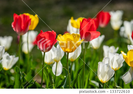 A flower field filled with colorful tulips A flower field filled with colorful tulips 133722610