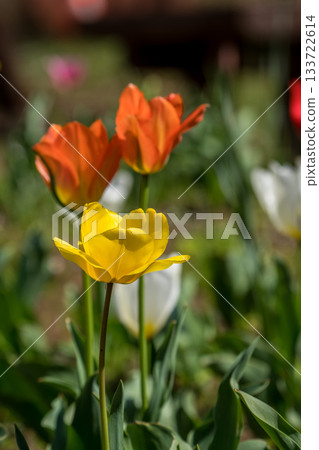 A flower field filled with colorful tulips A flower field filled with colorful tulips 133722614
