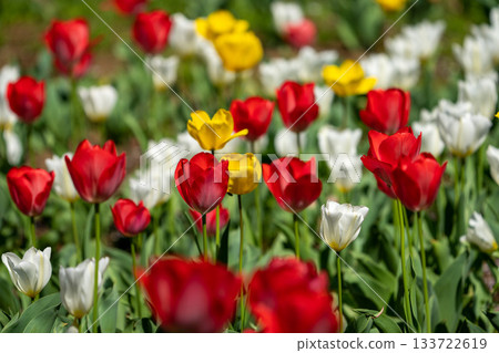 A flower field filled with colorful tulips A flower field filled with colorful tulips 133722619