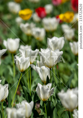 A flower field filled with colorful tulips A flower field filled with colorful tulips 133722620