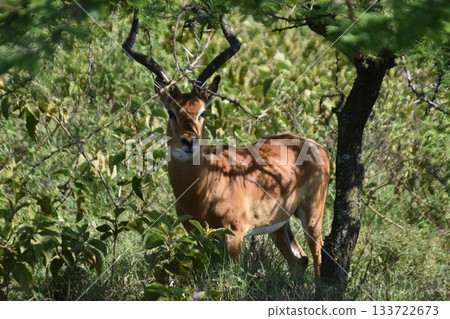 黑斑羚,一種在肯亞納庫魯湖國家公園看到的野生動物 黑斑羚,一種在肯亞納庫魯湖國家公園看到的野生動物 133722673