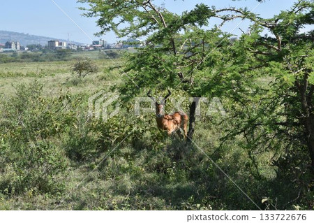 黑斑羚,一種在肯亞納庫魯湖國家公園看到的野生動物 黑斑羚,一種在肯亞納庫魯湖國家公園看到的野生動物 133722676