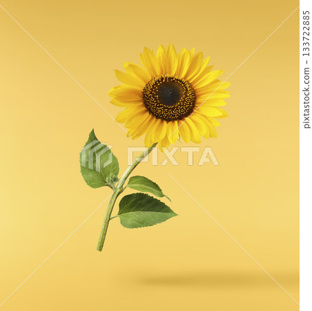 Fresh organic Sunflower falling in the air isolated . High resolution image 133722885