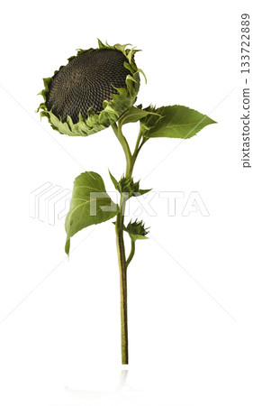 Fresh organic Sunflower falling in the air isolated . High resolution image 133722889