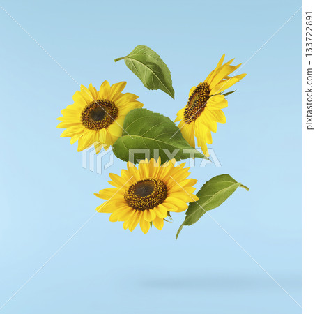 Fresh organic Sunflower falling in the air isolated . High resolution image 133722891