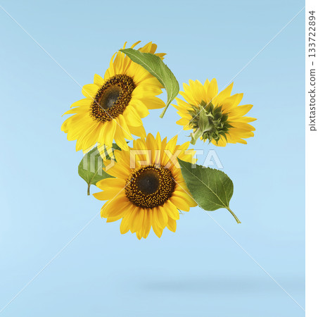 Fresh organic Sunflower falling in the air isolated . High resolution image 133722894