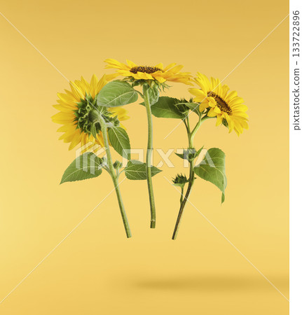 Fresh organic Sunflower falling in the air isolated . High resolution image 133722896