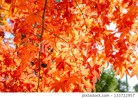 Kyoto scenery with autumn leaves Kyoto scenery with autumn leaves 133722957