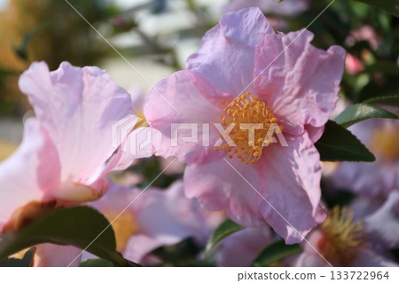 粉紅色的山茶花 粉紅色的山茶花 133722964