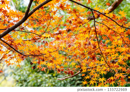 京都秋葉美景 133722989