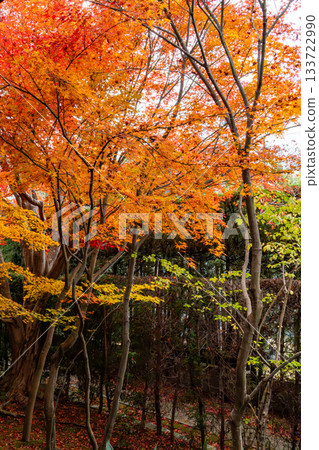 京都秋葉美景 133722990
