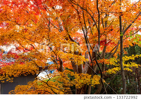 Kyoto scenery with autumn leaves Kyoto scenery with autumn leaves 133722992