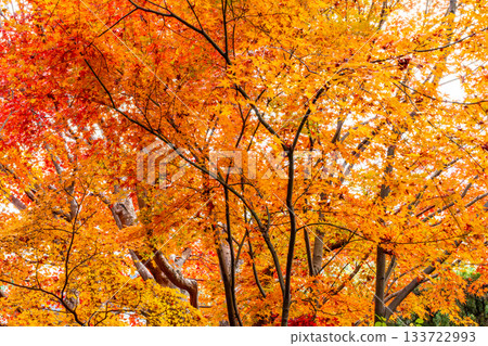 Kyoto scenery with autumn leaves 133722993