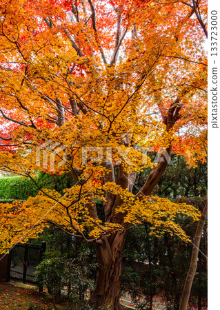 京都秋葉美景 133723000
