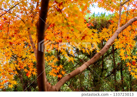 Kyoto scenery with autumn leaves Kyoto scenery with autumn leaves 133723013