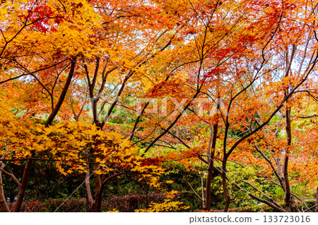 Kyoto scenery with autumn leaves 133723016