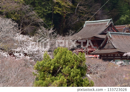 Tanzan Shrine in spring: worship hall and main hall Tanzan Shrine in spring: worship hall and main hall 133723026