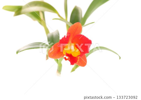 Mini Cattleya Orchid Vermilion Flowers Burana Angel 133723092