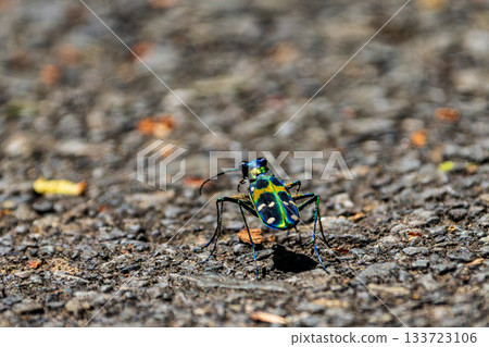 一張虎甲蟲在瀝青路面上行走的微距照片 133723106