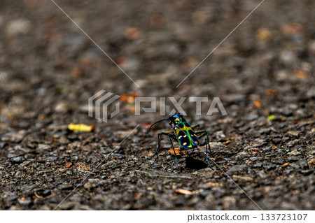 一張虎甲蟲在瀝青路面上行走的微距照片 133723107