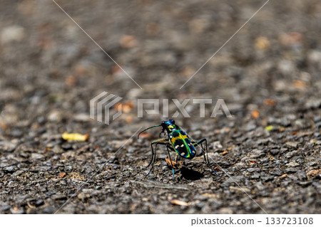 一張虎甲蟲在瀝青路面上行走的微距照片 133723108
