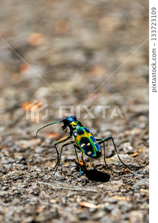 Macro photo of a tiger beetle walking on asphalt 133723109