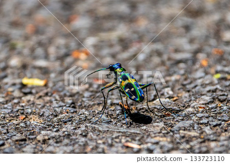 Macro photo of a tiger beetle walking on asphalt Macro photo of a tiger beetle walking on asphalt 133723110
