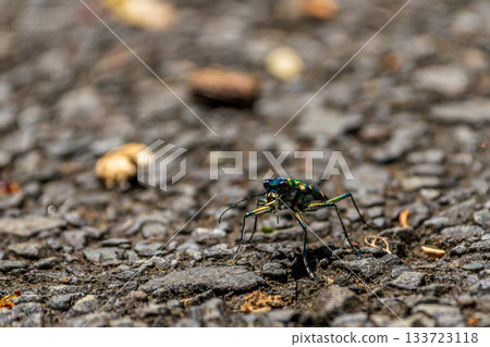 一張虎甲蟲在瀝青路面上行走的微距照片 一張虎甲蟲在瀝青路面上行走的微距照片 133723118