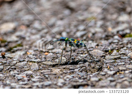 一張虎甲蟲在瀝青路面上行走的微距照片 133723120