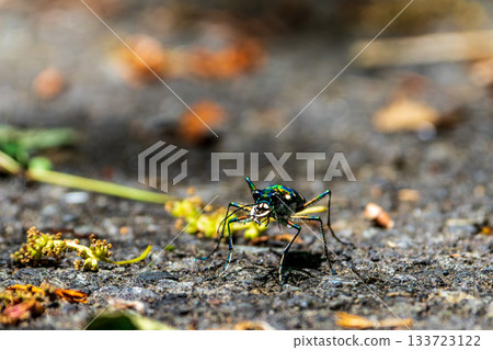 Macro photo of a tiger beetle walking on asphalt 133723122