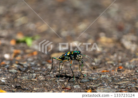 一張虎甲蟲在瀝青路面上行走的微距照片 133723124