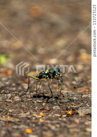 一張虎甲蟲在瀝青路面上行走的微距照片 133723125