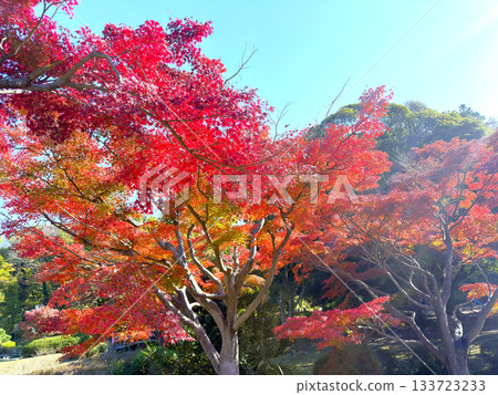 Clear autumn leaves Clear autumn leaves 133723233