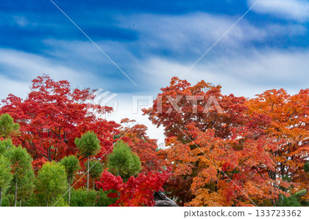 京都秋葉美景 133723362