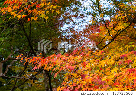 Kyoto scenery with autumn leaves Kyoto scenery with autumn leaves 133723506