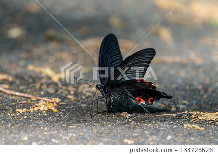 Macro photo of a black swallowtail butterfly resting its wings on the asphalt Macro photo of a black swallowtail butterfly resting its wings on the asphalt 133723626