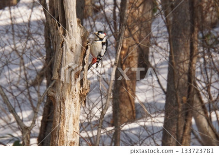 Birds stuck in trees 133723781