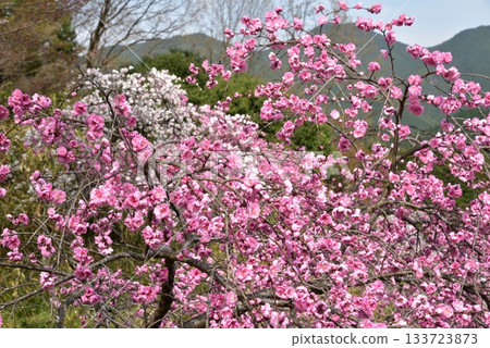 托諾米內山的坦贊神社泉 133723873
