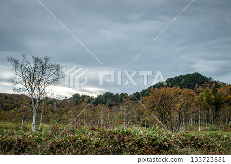 Nagano Tanohara Marsh: A vast autumn landscape of birch forests, colorful mountainsides, and lightly cloudy skies Nagano Tanohara Marsh: A vast autumn landscape of birch forests, colorful mountainsides, and lightly cloudy skies 133723881