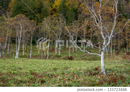 長野田之原濕地:前景是白樺樹和綠竹,遠處的森林已染上秋色。 長野田之原濕地:前景是白樺樹和綠竹,遠處的森林已染上秋色。 133723886