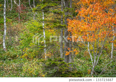 Nagano Tanohara Marsh: The contrast of fir and birch trees and vibrant orange autumn leaves 133723887