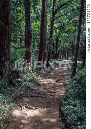 Autumn hiking trails bathed in sunlight: Hiking through the forests of Mt. Hiwada, Hidaka City, Saitama Prefecture 133723900