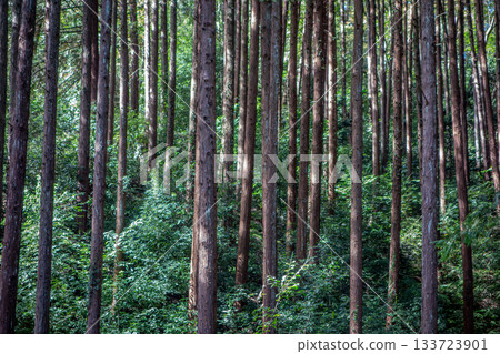 Beautiful, uniformly arranged artificial forest: The neat cedar grove of Hiwadayama in Hidaka City, Saitama Prefecture 133723901