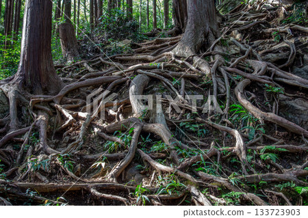 Giant tree roots crawling along the ground: A powerful natural formation at Hiwadayama in Hidaka City, Saitama Prefecture 133723903